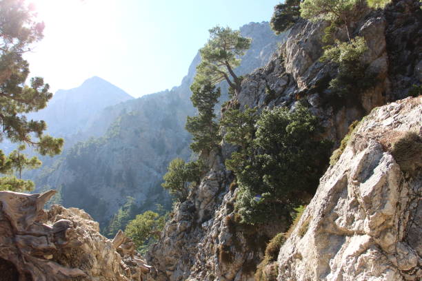 istock Pine tree growing on the mountain slope. Summer day. Samaria Gorge. Greece 2200787918