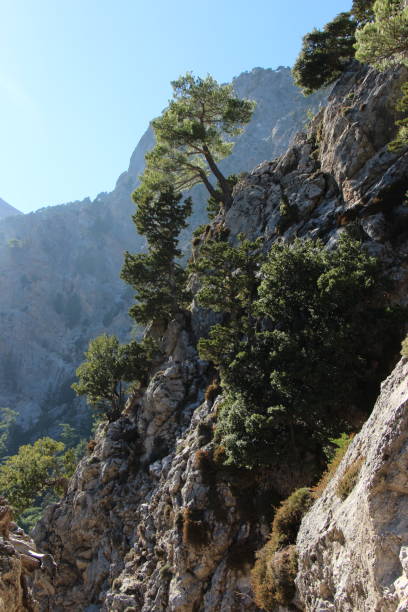 istock Pine tree growing on the mountain slope. Samaria Gorge. Greece 2200787988