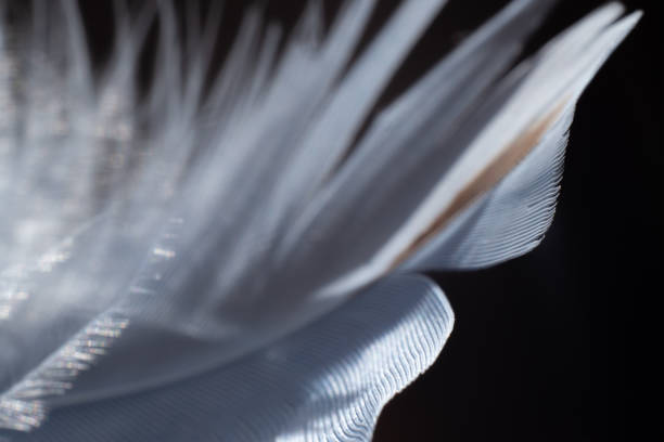 istock a part of blue feather 2200788397
