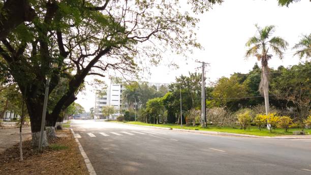 istock A quiet tree-lined street with tall trees painted white at the base, fallen leaves scattered along the sidewalk in Can Tho city, Vietnam. 2200788407