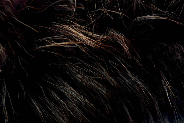 istock simple background of thick dark with white hair 2200788892