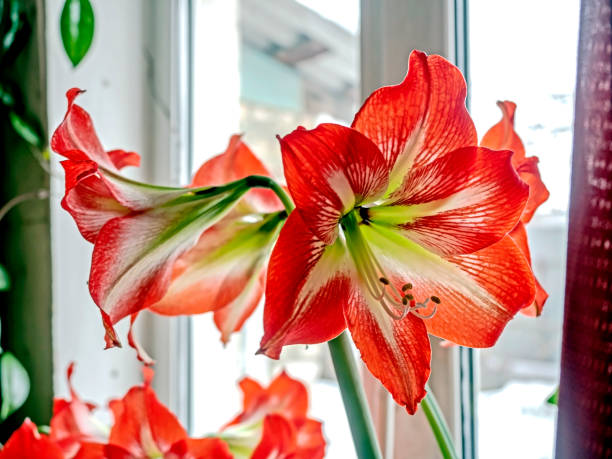 istock A beautiful amaryllis flower bloomed in a pot on the windowsill 2200789115
