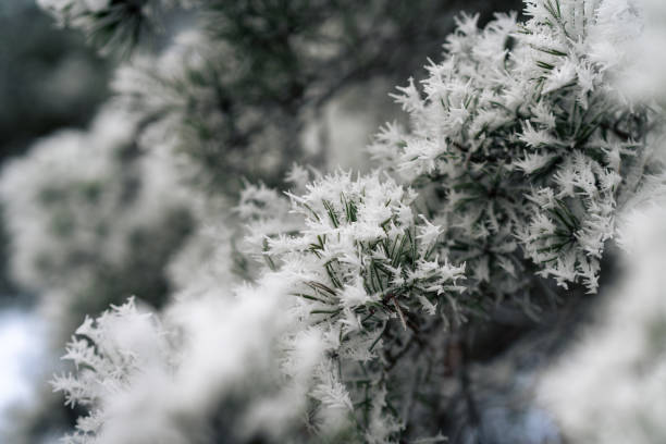 Delicate frost crystals adorning a pine branch evoke a serene and picturesque winter moment, showcasing natural beauty and tranquil seasonal charm.