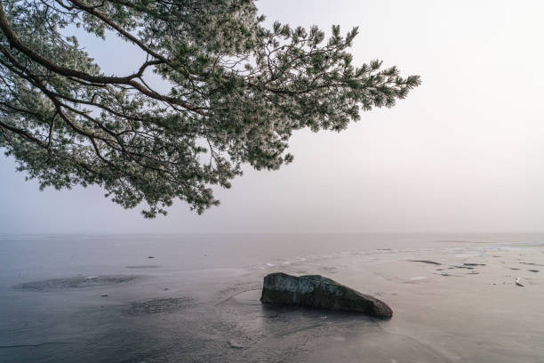 A peaceful winter scene showcasing a frozen lake, branches of a pine tree, and misty ambiance.