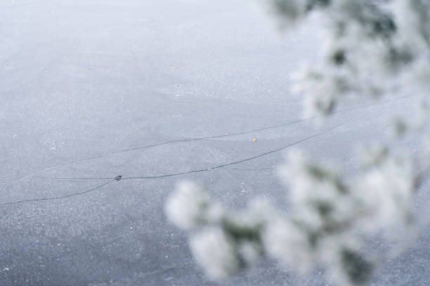 Delicate frost crystals adorning a pine branch in front of frozen lake evoke a serene and picturesque winter moment, showcasing natural beauty and tranquil seasonal charm.