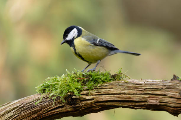 istock Great tit in the woods 2200791786