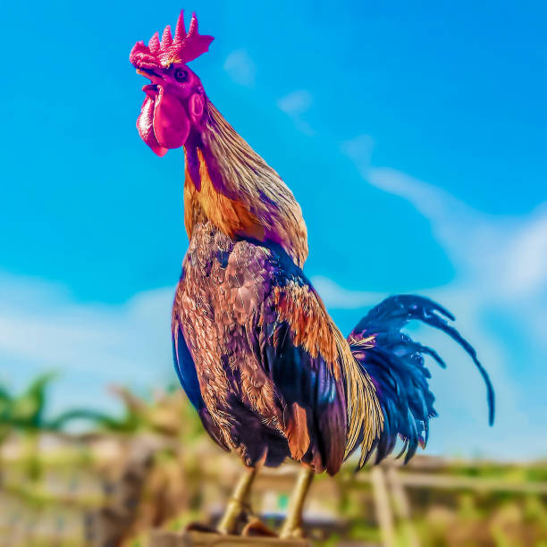 istock Majestic Rooster in Morning Light. 2200792296