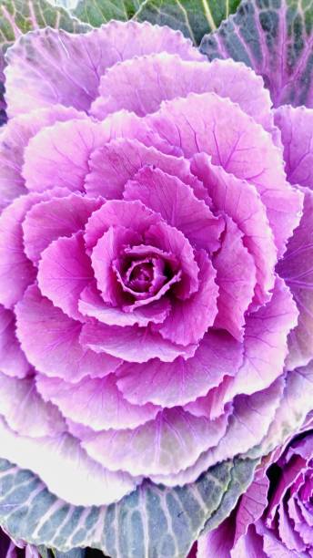 istock fresh Purple Flower backgrounds Text space 2200792352
