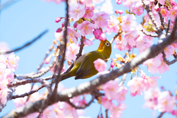 istock Japanese White-eye with cherry blossoms 2200793521
