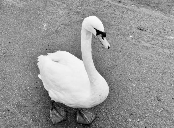 White swan floats in water