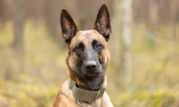 istock Belgian Shepherd Malinois dog portrait in forest 2200793920