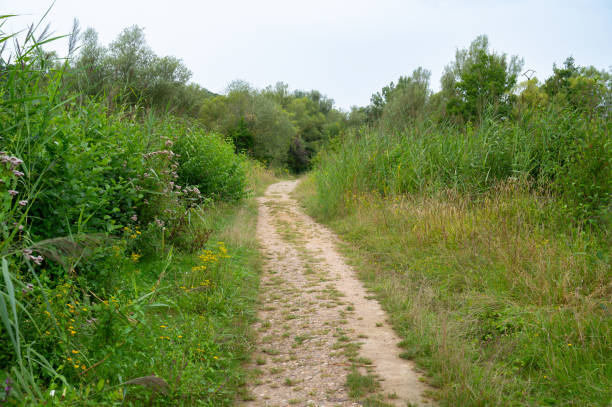 istock Road throug forest in summer, green trees and meadow, path through deciduous trees, landscape 2200794961