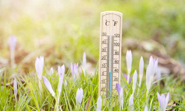 istock Thermometer with crocus flowers on a meadow, sunny day in spring, measure the temperature, weather forecast 2200795092