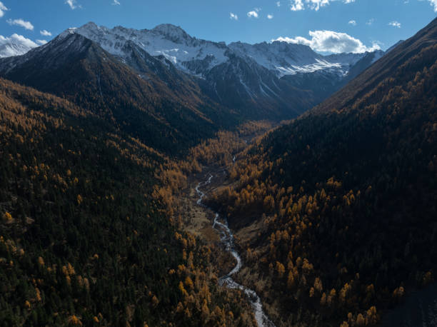 istock Aerial view of pine tree forest mountain landscape 2200795094