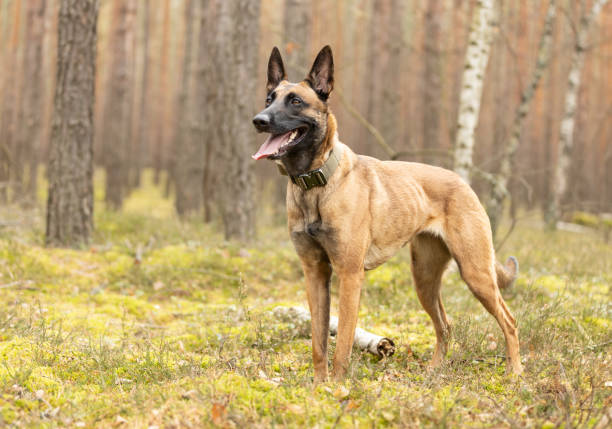 istock Belgian Shepherd Malinois dog standing in forest 2200795349