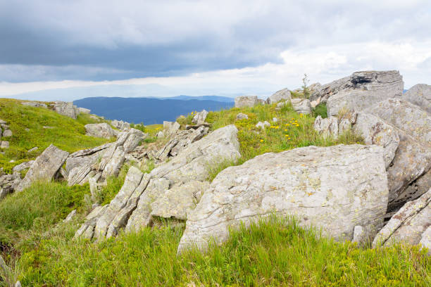 green alpine hill and meadow of carpathians. natural environment. landscape with stones among the grass beneath a sky with clouds. summer vacations in ukrainian mountains. travel background