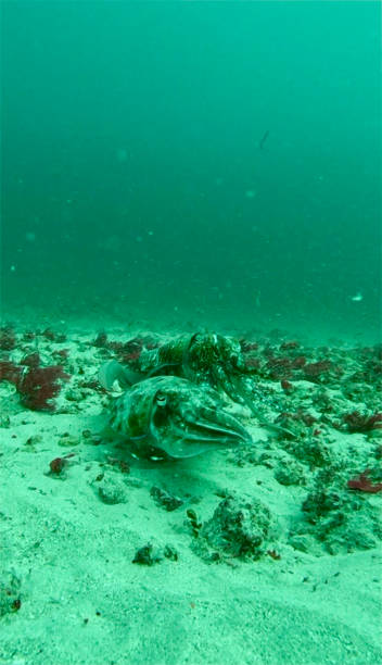 istock Cuttlefish - Nusa Lembongan - Indonesia 2200797124