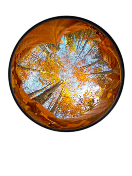Autumn forest shot from a low angle with leaves on the sky isolated on a white background