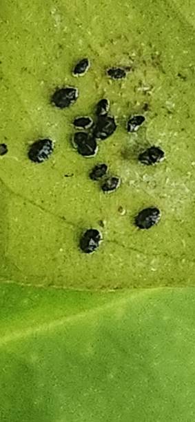 On the underside of a kaffir lime (Citrus × limonia) leaf, citrus blackfly nymphs (Aleurocanthus woglumi) can be observed. These small sap-sucking pests have a yellowish to dark brown color, oval shape, and shiny waxy secretions. They attach to the leaf, weakening the plant by causing yellowing, premature leaf drop, and promoting sooty mold growth due to their sugary excretions. the citrus blackfly (aleurocanthus woglumi) nymph attaches to the underside of rough lemon (citrus limonia) leaves, sucking sap and causing yellowing. excess sugary secretions promote sooty mold formation, impairing the plant’s photosynthesis process.