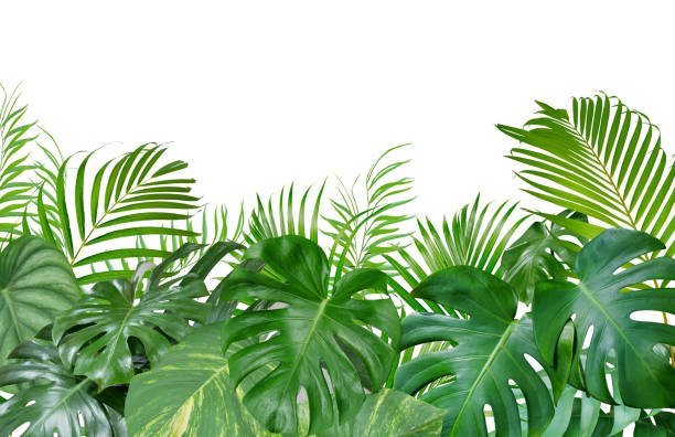 istock Tropical green leaves arrangement nature backdrop isolated on white background 2200798801