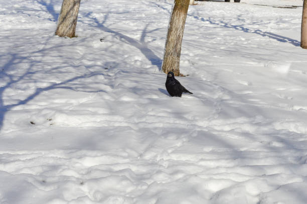 two black birds crows rooks snowy landscape mid-flight wings spread wide bright white snow nature wildlife bird behavior winter survival mystery intelligence change movement environmental birds adapt
