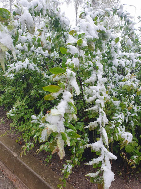 istock Green bush covered with snow, spring, april 2200800398