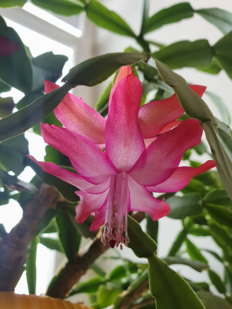 istock Pink Schlumbergera flower 2200800465