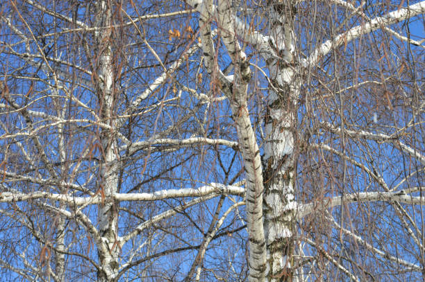 winter scene birch tree white bark dark markings clear blue sky bare branches nature seasonal photography environmental wall art prints landscapes botanical studies book covers creative projects