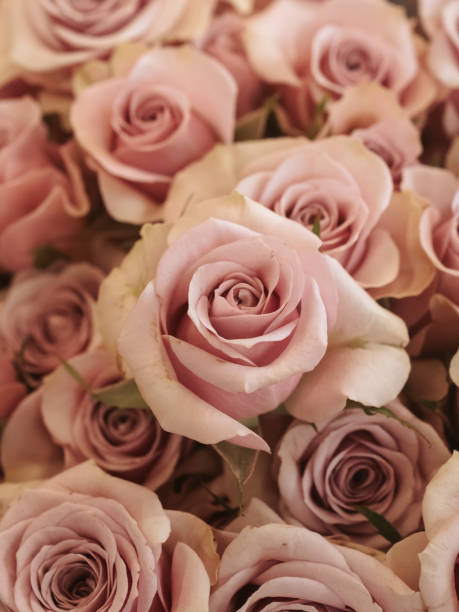 Horizontal high angle closeup photo of a pink toned rose with two rosebuds on a black background.