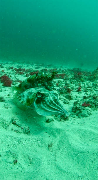 istock Cuttlefish - Nusa Lembongan - Indonesia 2200802812