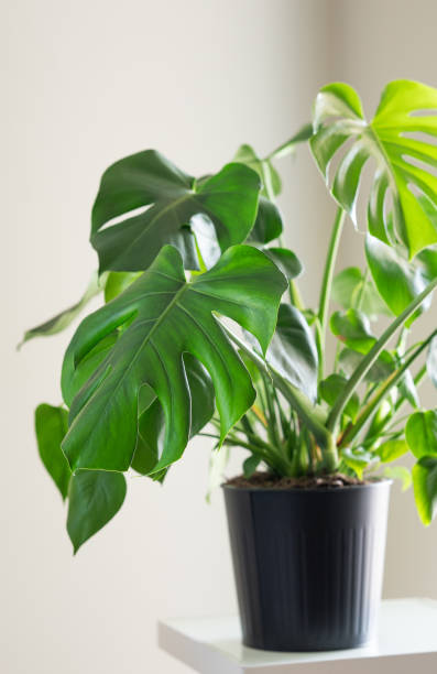 istock Beautiful monstera flower in black pot on decorative table on light background in morning sunlight. 2200808101