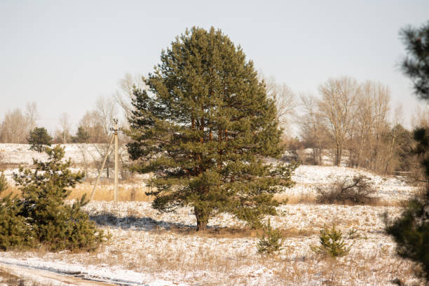 istock beautiful winter landscape with snow covered trees 2200808870