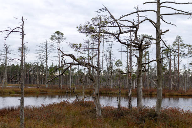 istock .a landscape with a small lake surrounded by bare trees and brown vegetation. 2200809951