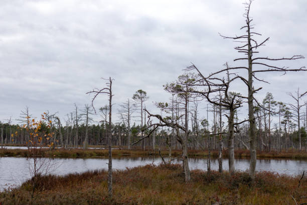 istock .a landscape with a small lake surrounded by bare trees and brown vegetation. 2200809953