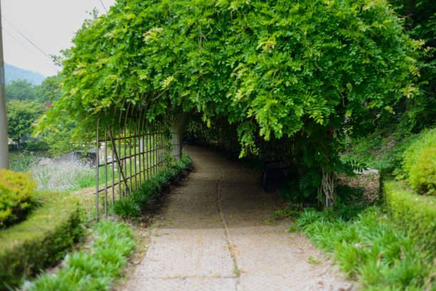 An iron arch tunnel covered with vines in a civic park.