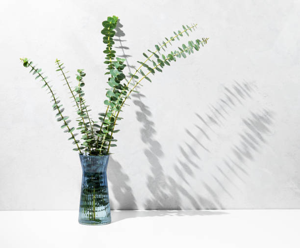 istock Trendy glass vase with eucalyptus branches on light concrete background with sunlight. 2200811235
