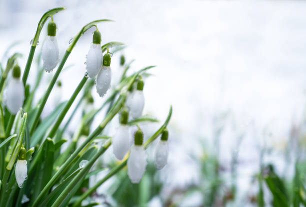 istock spring white flower snowdrop in snow copy space 2200811317