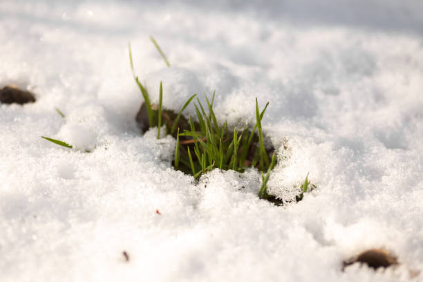 Winter Wonderland Walk: Snowy Forest Adventure
