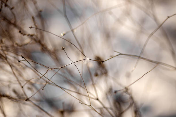 Winter Wonderland Walk: Snowy Forest Adventure