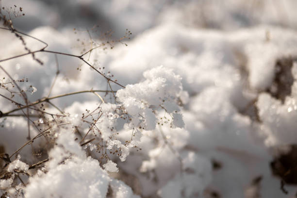 istock Winter Wonderland Walk: Snowy Forest Adventure 2200811473