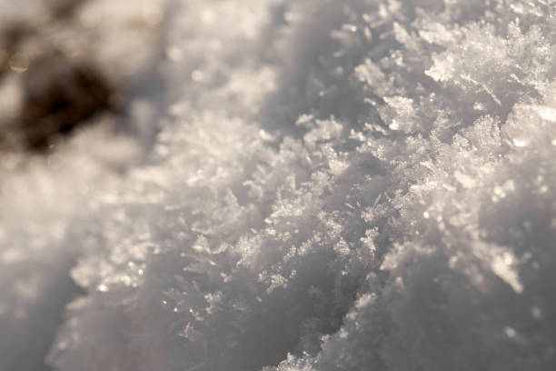 Winter Wonderland Walk: Snowy Forest Adventure