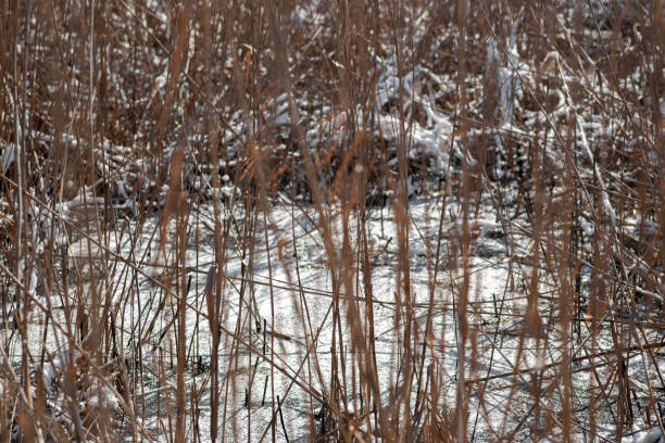 Winter Wonderland Walk: Snowy Forest Adventure