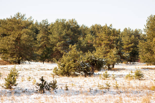 Winter Wonderland Walk: Snowy Forest Adventure