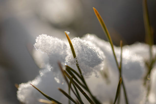 Winter Wonderland Walk: Snowy Forest Adventure