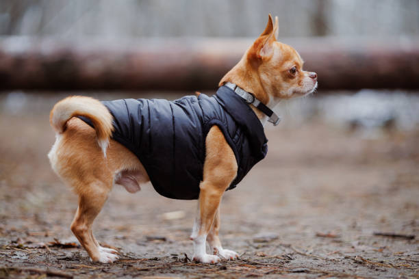 istock Profile on Chihuahua dog in jacket standing in forest 2200815131
