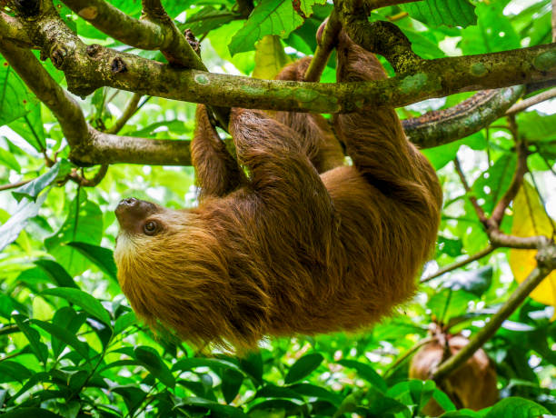 istock A Hoffmann's two-fingered sloth (Choloepus hoffmani), hanging upside down in a tree. Photographed at the Jaguar Rescue Center in Costa Rica. 2200817043