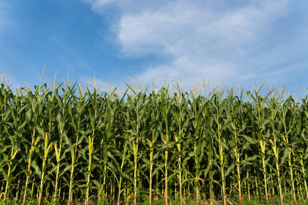 istock Rows of tall, vibrant corn plants stretch toward a clear blue sky, basking in the warm summer sun, ready for harvest 2200817127