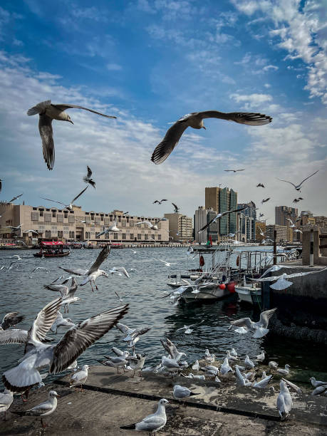 istock Old Dubai creek area, Deira, with seagulls 2200817143