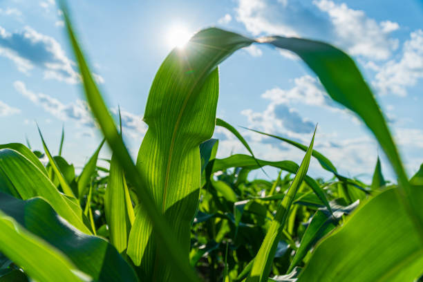 istock Sunlight filters through lush corn leaves in a sprawling field, creating a serene atmosphere on a beautiful day 2200817179