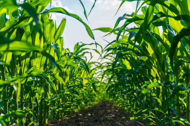 istock Lush green corn stalks stand tall and vibrant under the bright midday sun, creating a serene and picturesque agricultural landscape 2200817194